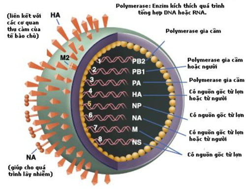 cấu trúc virut cúm