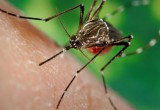 Virus Zika gây bệnh đầu nhỏ rình rập vào Việt Nam